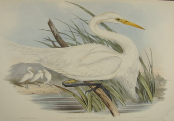 John Gould Birds of Australia